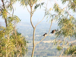 birds birds