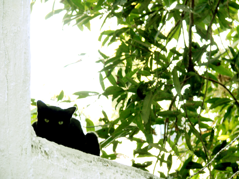 cat